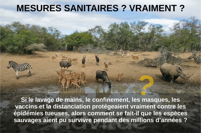 Si les animaux sauvages ne pratiquent pas le confinement, le port du masque et la distanciation, comment ont-ils survcu aux virus ?